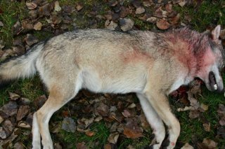 L'animal abbatu dans la région du Nufenen mercredi était un loup isolé (photo symbolique).